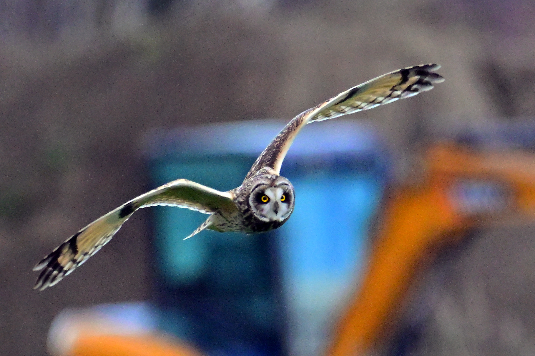 Short-eared Owl